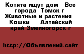 Котята ищут дом - Все города, Томск г. Животные и растения » Кошки   . Алтайский край,Змеиногорск г.